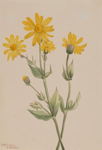 Arnica Arnica latifolia