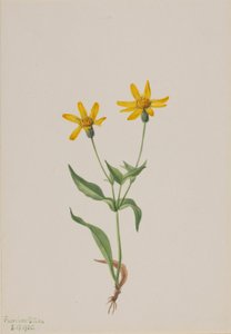 Arnica alpina door Mary Vaux Walcott