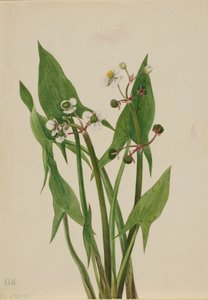 Aronskelk Sagittaria cuneata