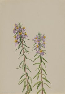 Aster Aster hirariifolius, 1923