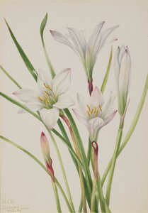 Atamasco-lelie, 1925
