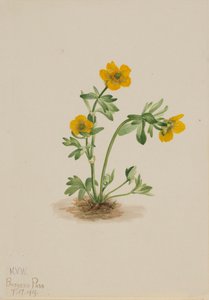 Lawineboterbloem Ranunculus suksdorfii, 1919 door Mary Vaux Walcott