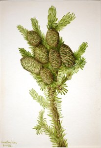Balsemspar (Albies fraseri) door Mary Vaux Walcott