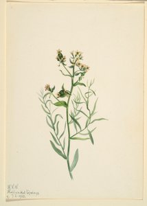Bastaardklaver (Comandra pallida) door Mary Vaux Walcott