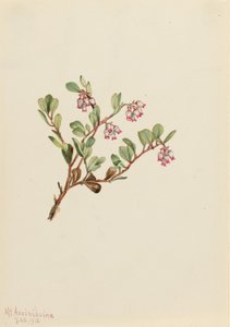 Berendruif (Arctostaphylos uva-ursi)