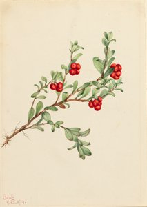Berendruif Arctostaphylos uva-ursi