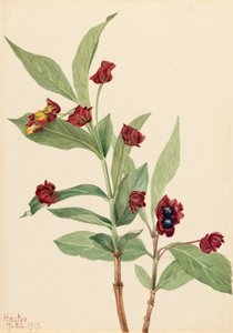 Berendruif Kamperfoelie Lonicera involucrata, 1917 door Mary Vaux Walcott