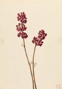 Schoonheidsbes (Callicarpa americana) door Mary Vaux Walcott