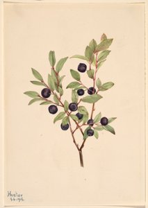 Grote moerbei (Vaccinium membranaceum) door Mary Vaux Walcott