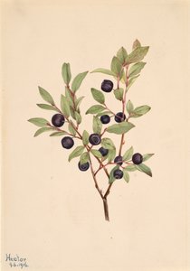 Grote Bosbes Vaccinium membranaceum, 1916 door Mary Vaux Walcott