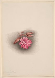 Bitterwortel (Lewisia redivivivia) door Mary Vaux Walcott