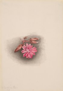 Bitterroot Lewisia redivivia, 1915 door Mary Vaux Walcott