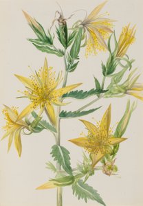 Blazing Star Mentzelia laevicaulis door Mary Vaux Walcott