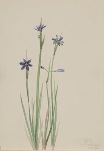 Blauwooggras (Sisyrinchium angustifolium) door Mary Vaux Walcott