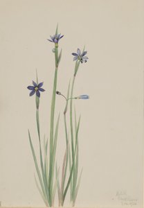 Blauwogig gras Sisyrinchium angustifolium, 1920 door Mary Vaux Walcott