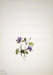 Blauwe akelei (Aquilegia saximontana)