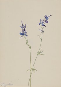 Blauwe Ridderspoor Delphinium nuttallianum door Mary Vaux Walcott