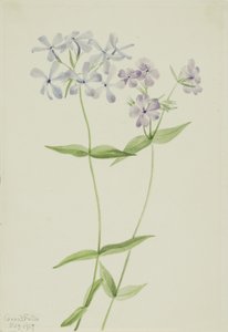 Blauwe Phlox (Phlox divaricata)