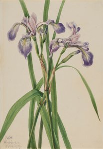 Blauwe iris Iris versicolor, 1919 door Mary Vaux Walcott