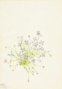 Blauwtjes (Houstonia serpyllifolia) door Mary Vaux Walcott