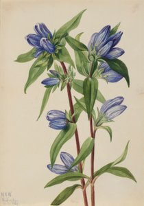 Gentiaan (Gentiana saponaria) door Mary Vaux Walcott