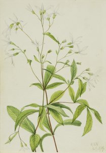 Boswortel (Porteranthus trifoliatus) door Mary Vaux Walcott
