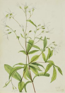Bowmansroot Porteranthus trifoliatus, 1919 door Mary Vaux Walcott