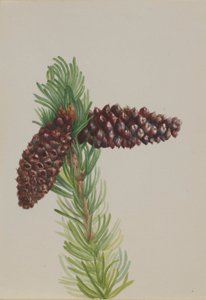 Borstelkegeldennen (Pinus aristata)