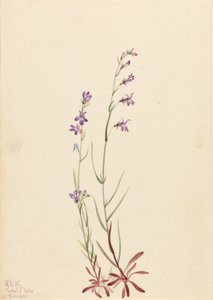 Brook Lobelia (Lobelia kalmii) door Mary Vaux Walcott