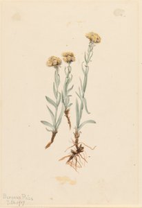 Buff Pussytoes (Antennaria luzuloides)