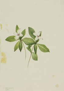 Rode bosbes (Cornus canadensis) door Mary Vaux Walcott