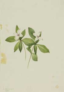 Kornoelje Cornus canadensis, 1902 door Mary Vaux Walcott