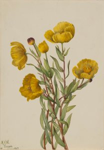 Struikroos (Dendromecon rigidum) door Mary Vaux Walcott