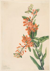 Vlinderkruid (Ascelpias tuberosa)
