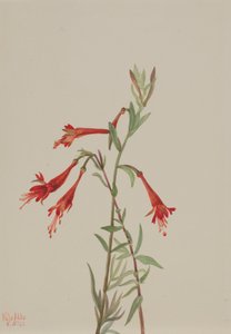 Californische Fuchsia Zauschneria californica, 1936