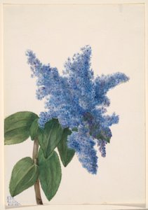 Californische sering (Ceanothus thyrsiflorus)