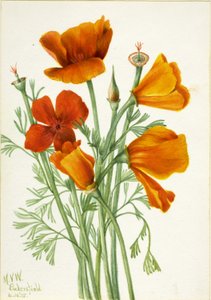 Californische klaproos (Eschscholtzia californica) door Mary Vaux Walcott