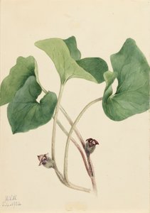Canada wilde gember Asarum canadense, 1920