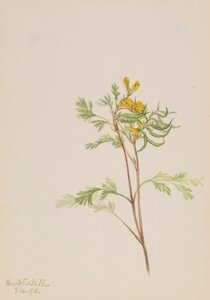 Capnoides aureum door Mary Vaux Walcott