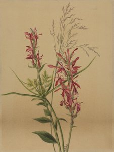 Kardinaalsbloem Lobelia cardinalis, 1878