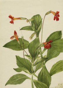 Kardinaal Aapbloem Mimulus cardinalis, 1927