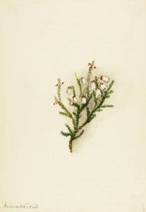 Cassiope (Cassiope mertensiana) door Mary Vaux Walcott