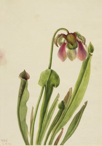 Catesby Bekerplant Sarracenia catesaei door Mary Vaux Walcott