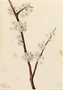 Chickasaw pruim (Prunus angustifolia) door Mary Vaux Walcott