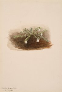 Chiogenes hispidula, 1904 door Mary Vaux Walcott