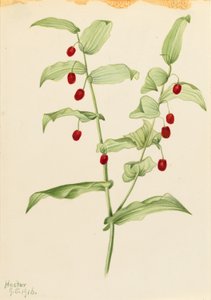 Klemtandige gedraaide stengel (Streptopus amplexifolius)