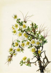 Cliffrose Cowania stanshuriana, 1934 door Mary Vaux Walcott