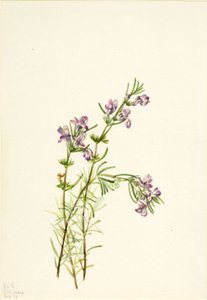 Conradina verticillata door Mary Vaux Walcott