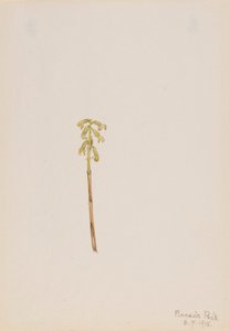 Corathorhiza corallorhiza door Mary Vaux Walcott