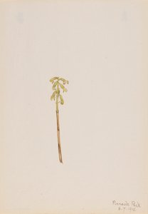 Corathorhiza corallorhiza door Mary Vaux Walcott